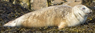 Phoca vitulina concolor