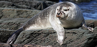 Phoca vitulina mellonae