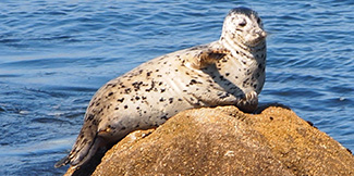 Phoca vitulina richardii