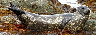 Phoca vitulina stejnegeri