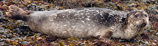 Phoca vitulina vitulina