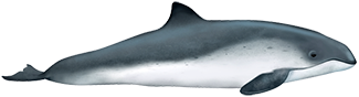 Phocoena phocoena phocoena