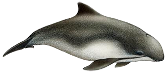Phocoena phocoena relicta