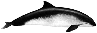 Phocoena phocoena vomerina