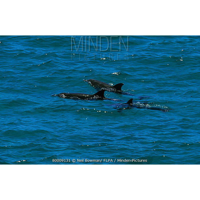 Аргентинская морская свинья (Phocoena spinipinnis) Фото №3