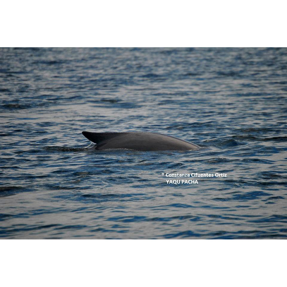 Аргентинская морская свинья (Phocoena spinipinnis) Фото №4