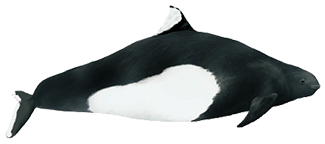 Phocoenoides dalli dalli