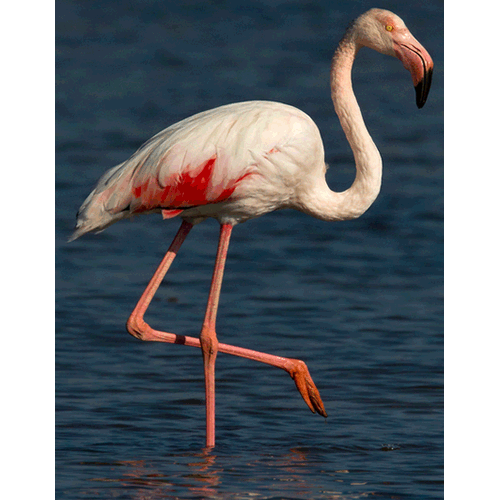  Род Phoenicopterus  фото