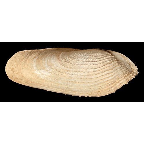 Семейство Pholadoidea  фото
