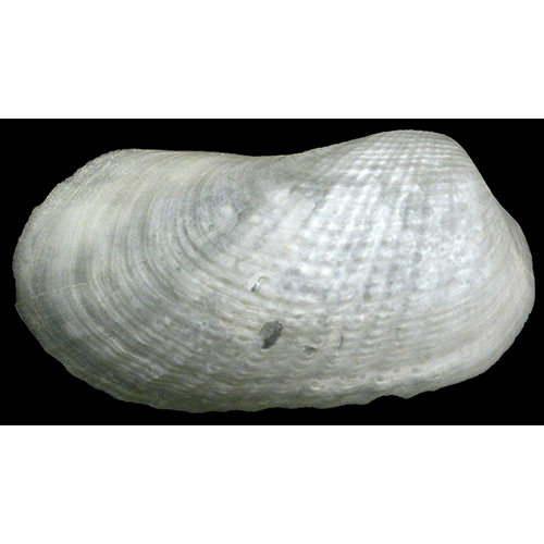 Семейство Pholadomyoidea  фото