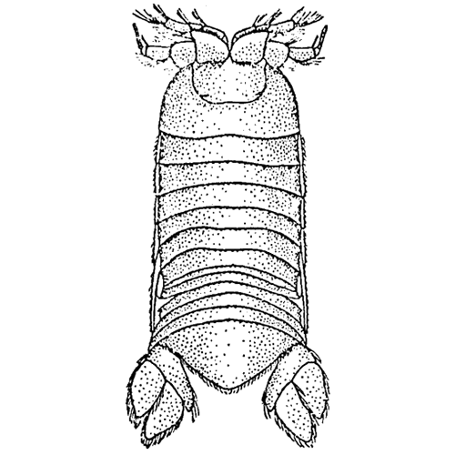 Семейство Phoratopodidae фото