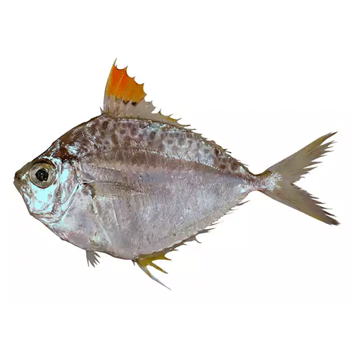 Род Photopectoralis фото