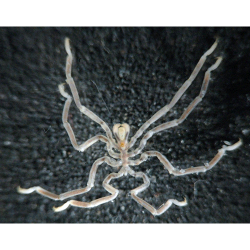 Семейство Phoxichilidiidae фото