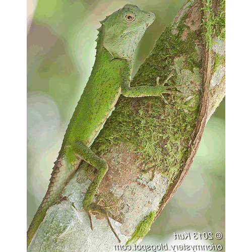  Род Фоксофрисы / Борнеоские горные агамы  фото