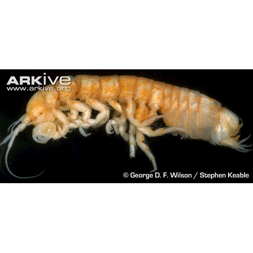 Семейство Phreatoicidae фото