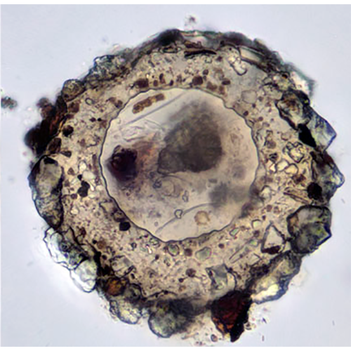 Семейство Phryganellidae фото