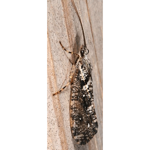 Семейство Phryganeoidea фото