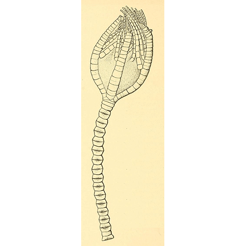 Семейство Phrynocrinidae  фото