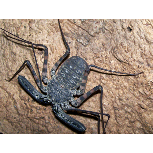 Семейство Phrynoidea фото