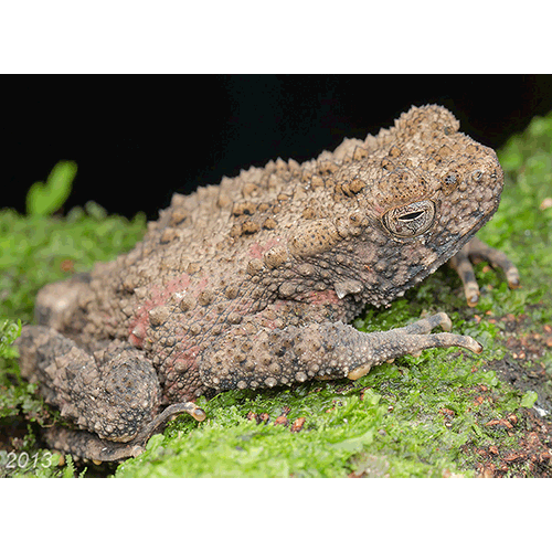  Род Phrynoidis  фото
