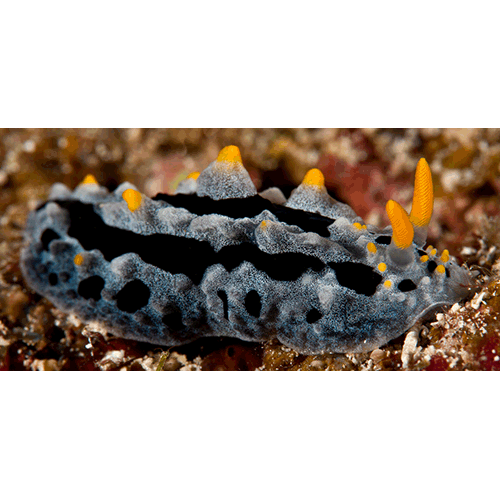 Семейство Phyllidioidea  фото