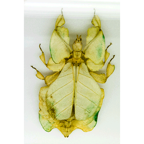 Семейство Phyllioidea фото