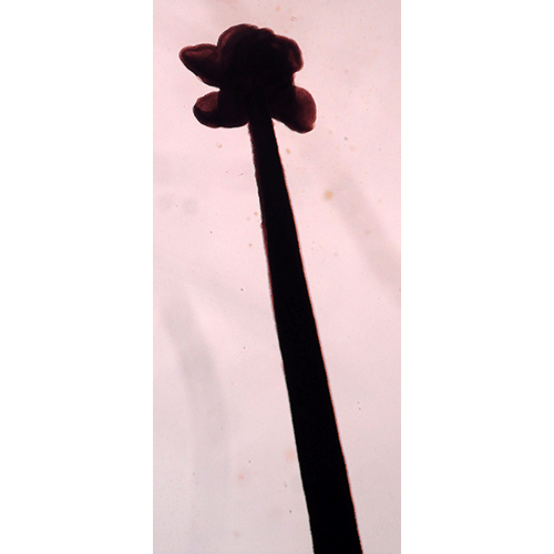 Семейство Phyllobothriidae  фото