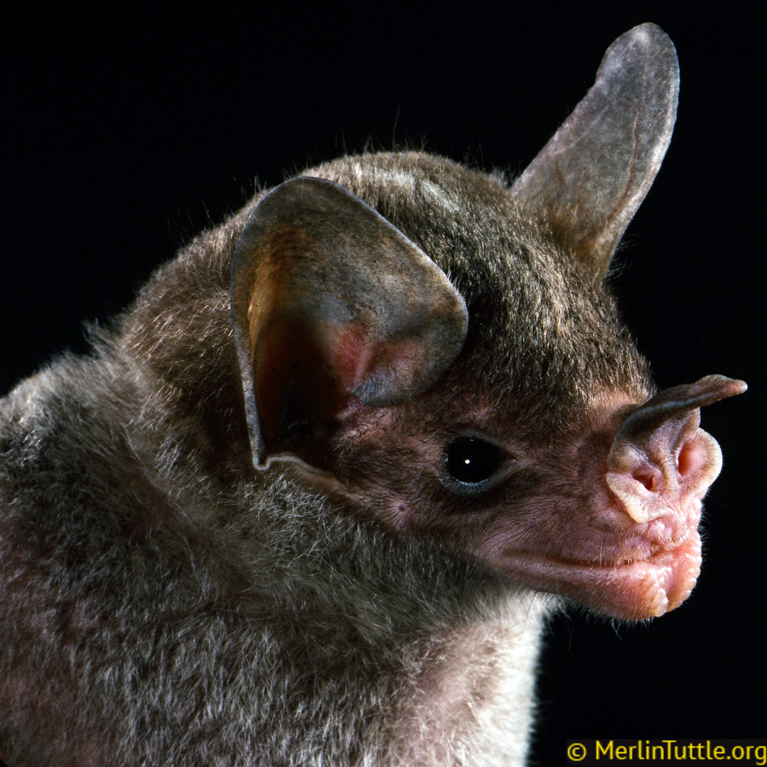 Южный копьенос (Phylloderma stenops) Фото №10