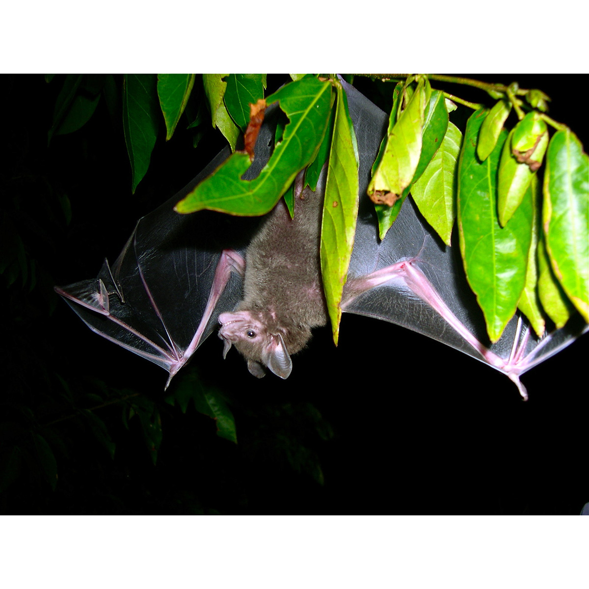 Южный копьенос (Phylloderma stenops) Фото №3