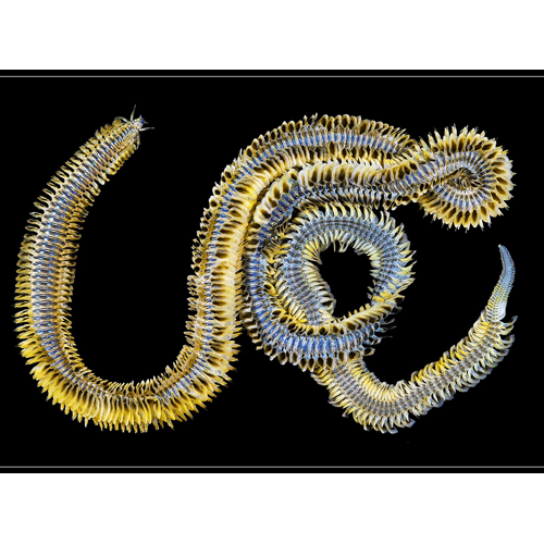Семейство Phyllodocidae фото