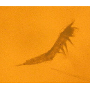 Семейство Phyllognathopodidae фото