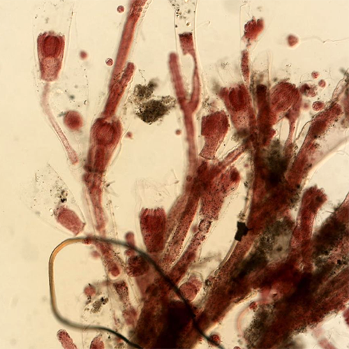Класс Phyllopharyngea фото