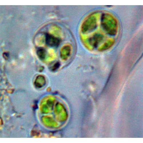 Семейство Phyllosiphonaceae фото
