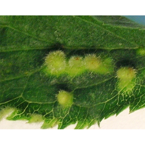 Отряд Phyllosiphonales фото