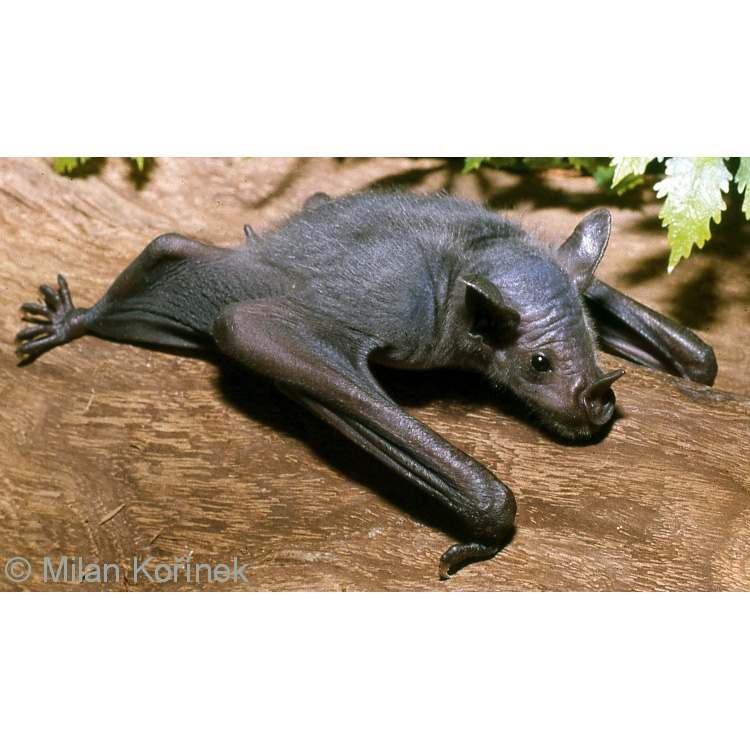 Бледный копьенос (Phyllostomus discolor) Фото №9