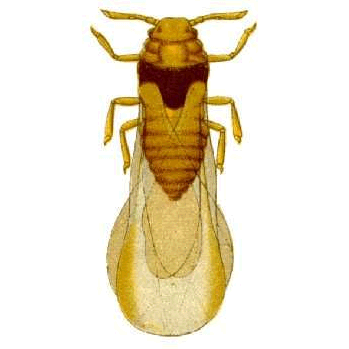 Семейство Phylloxeroidea фото