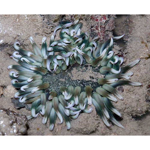 Семейство Phymanthidae  фото