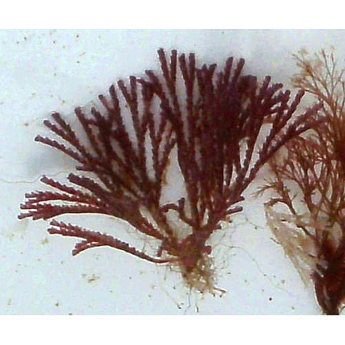 Семейство Phymatellidae  фото