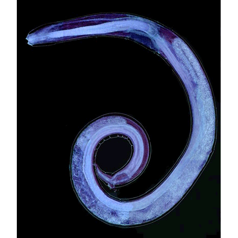 Семейство Physalopteridae  фото