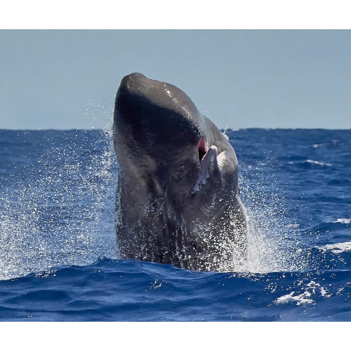 Кашалот (Physeter macrocephalus) Фото №10