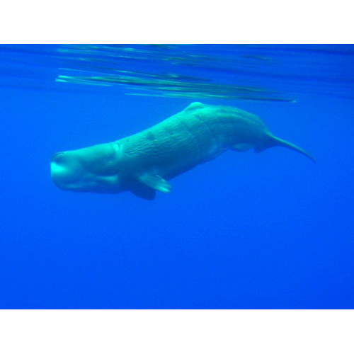 Кашалот (Physeter macrocephalus) Фото №2