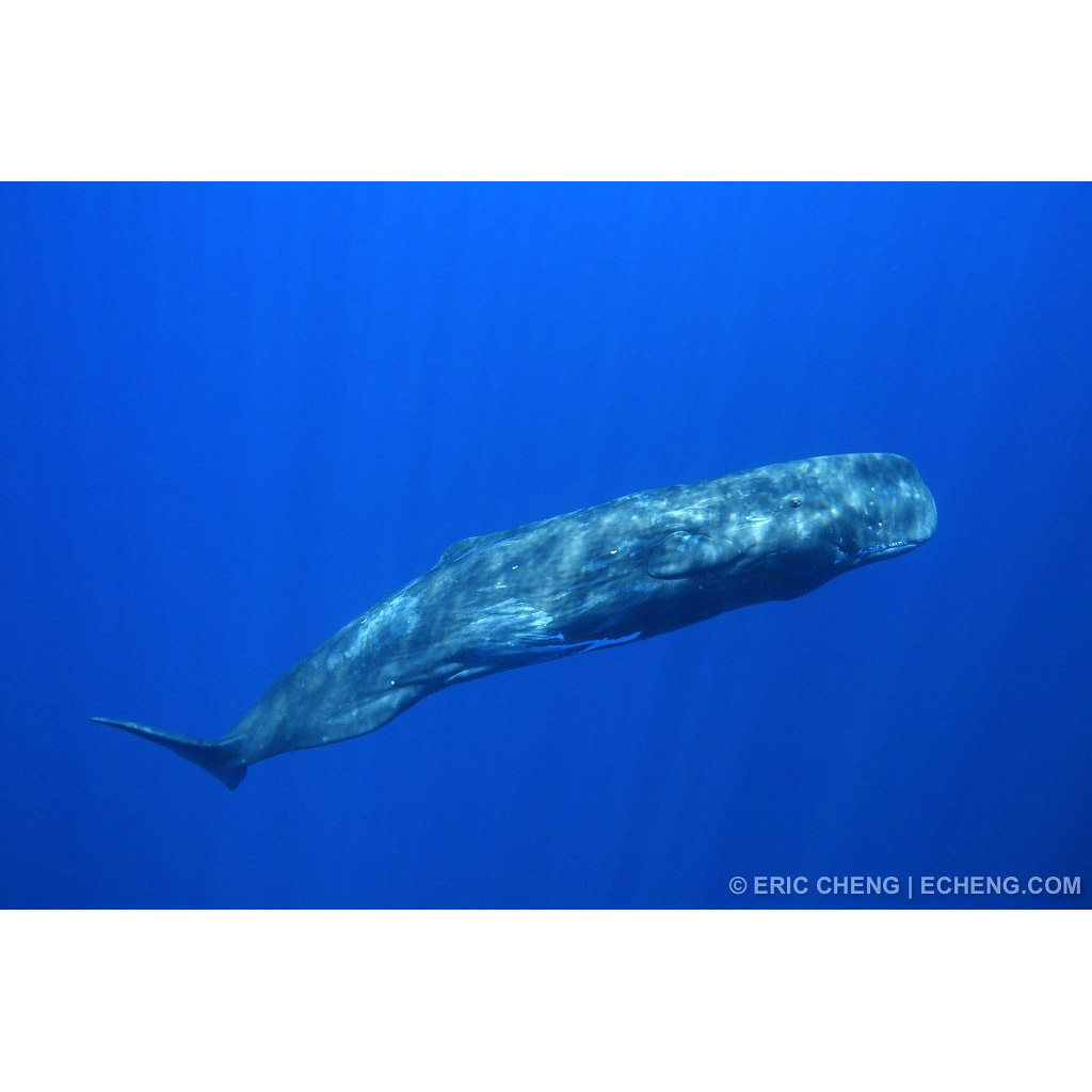 Кашалот (Physeter macrocephalus) Фото №3