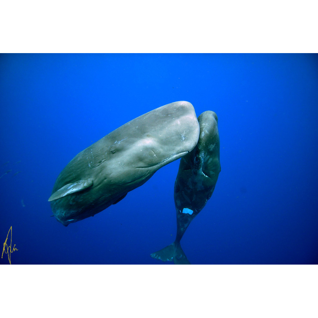 Кашалот (Physeter macrocephalus) Фото №5