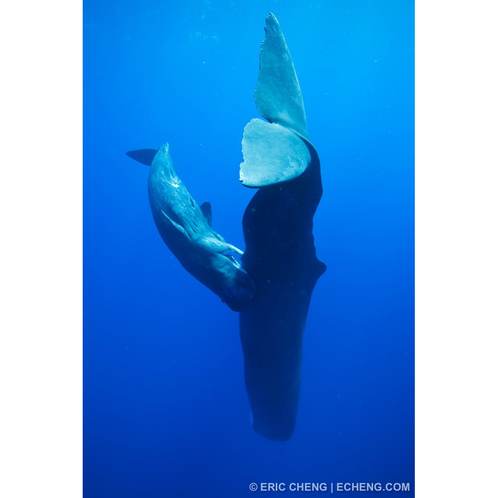 Кашалот (Physeter macrocephalus) Фото №6