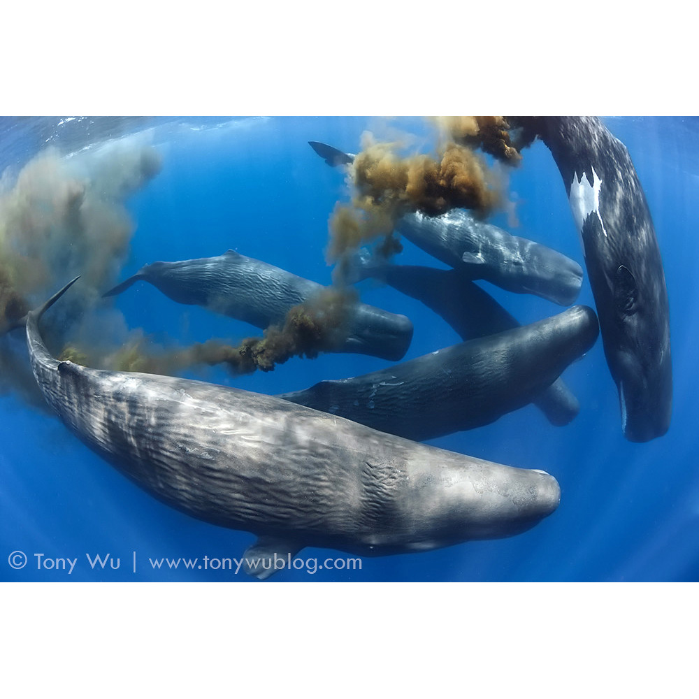 Кашалот (Physeter macrocephalus) Фото №7