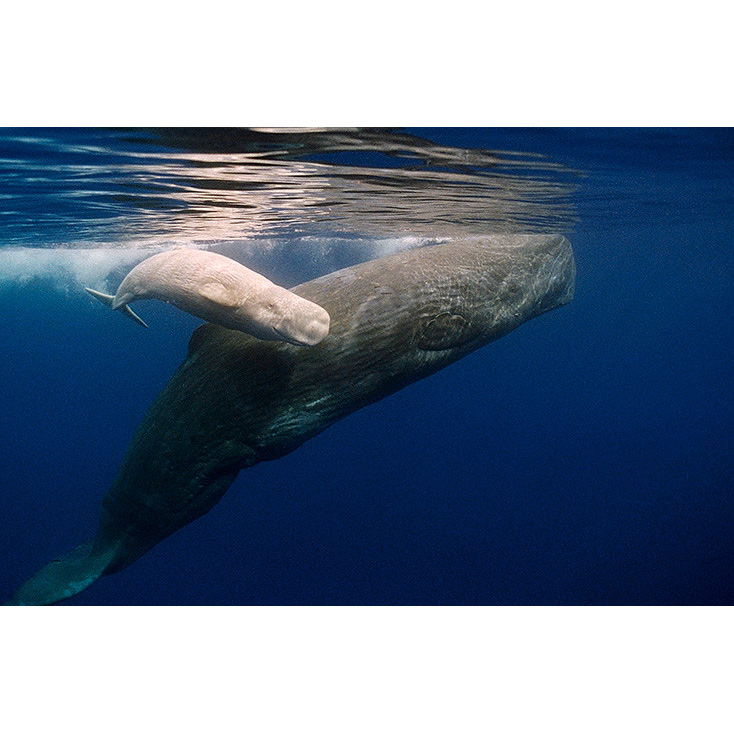 Кашалот (Physeter macrocephalus) Фото №9