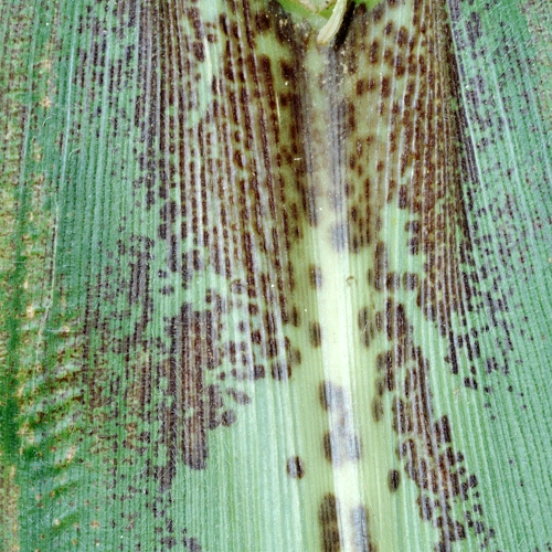 Отряд Physodermatales фото