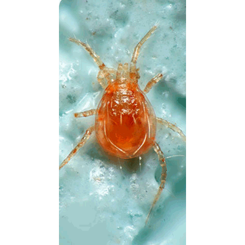 Семейство Phytoseioidea фото