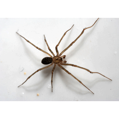 Семейство Phyxelididae фото