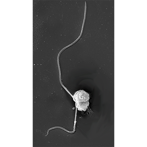 Тип Picozoa фото